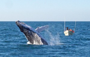 OBSERVACION DE BALLENAS